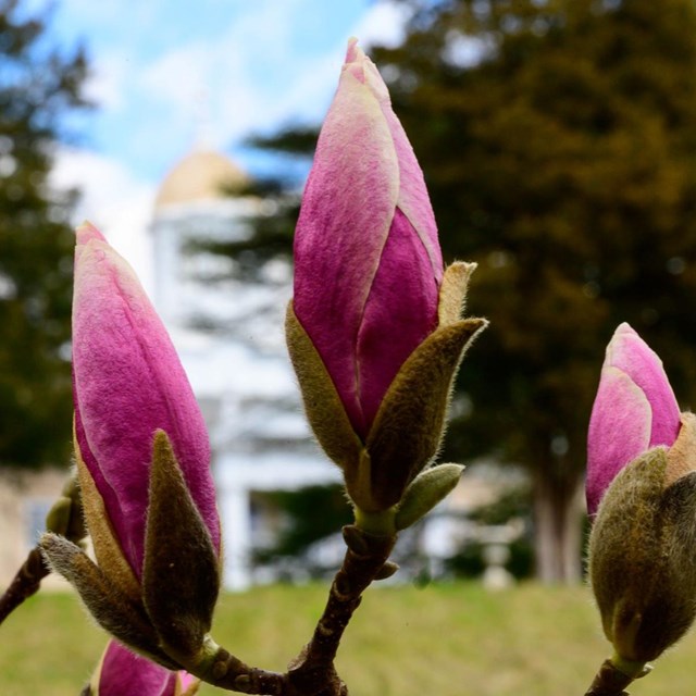 Blossoms of a magnolia tree, with the Hampton mansion in the background. NPS/Ervin