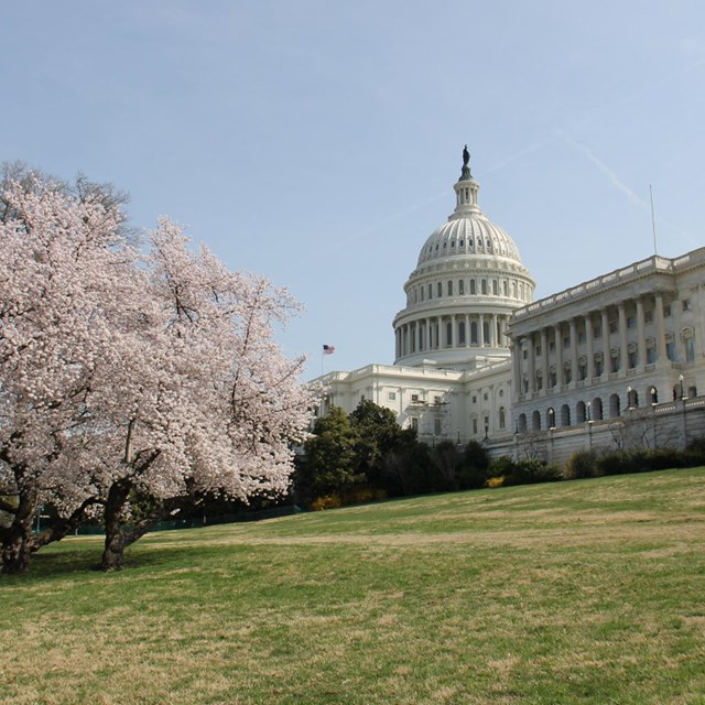 Cherry Blossoms blooming near the U.S. Capital building, which was burned during the War of 1812.