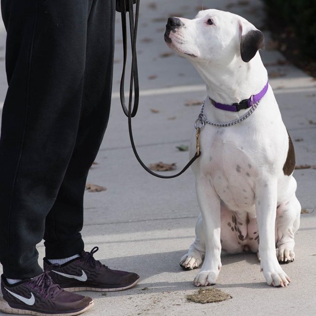 A Dog on a leash looking at their pet parent