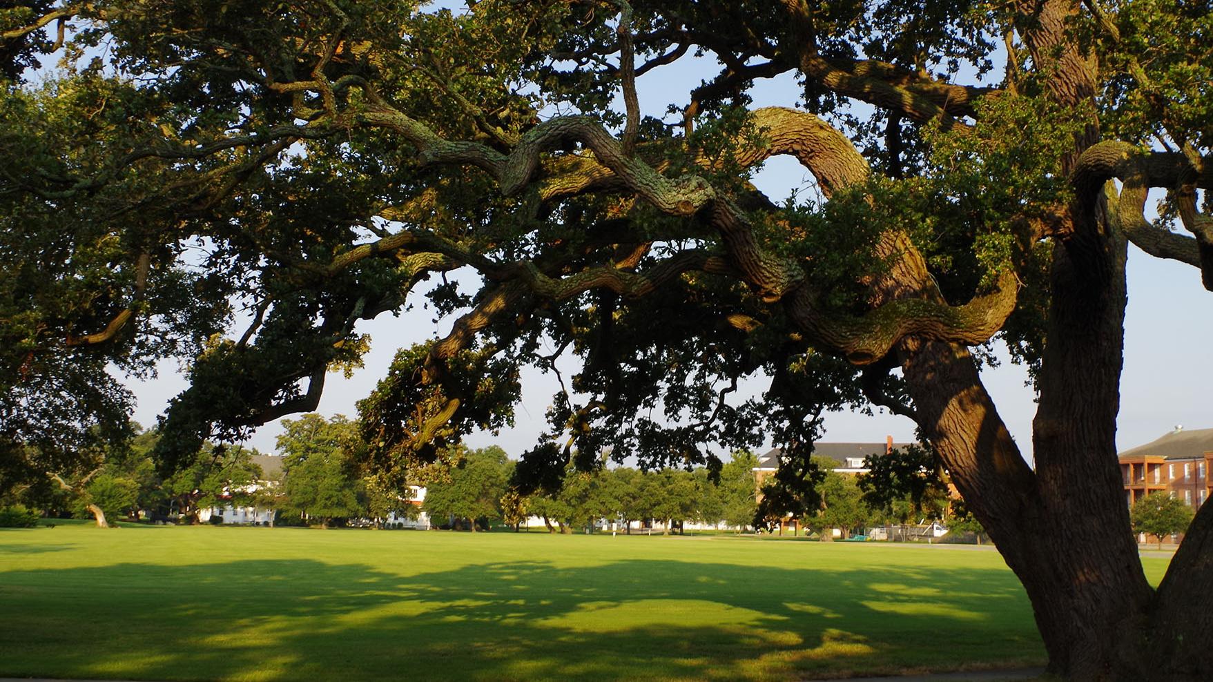 A large live oak tree casts long morning shadows under blue skies.