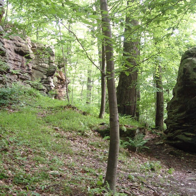a rock wall about two stories high in the woods