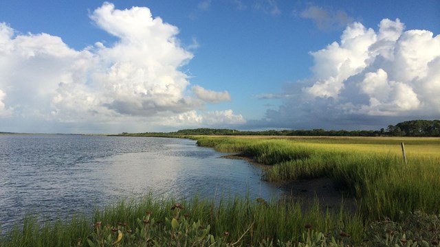 Scenic view of the edge of a marsh along the Savannah River.