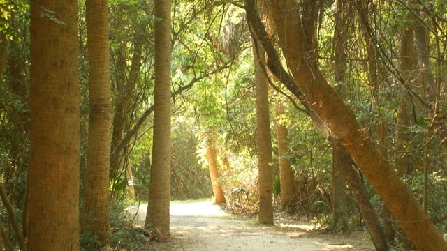 Nature trail on Cockspur Island through maritime forest