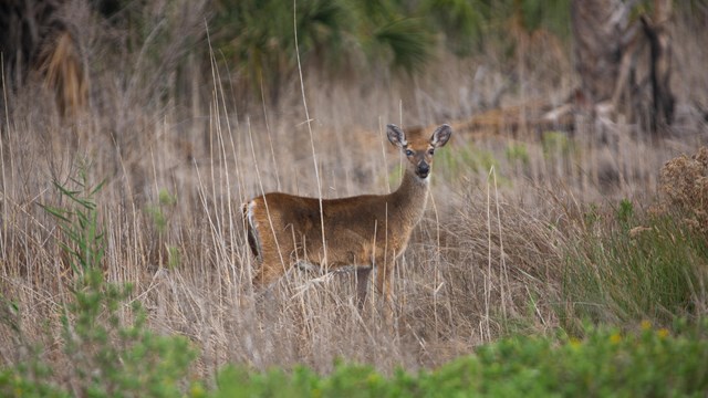 A white-tailed deer stands in tall grass.