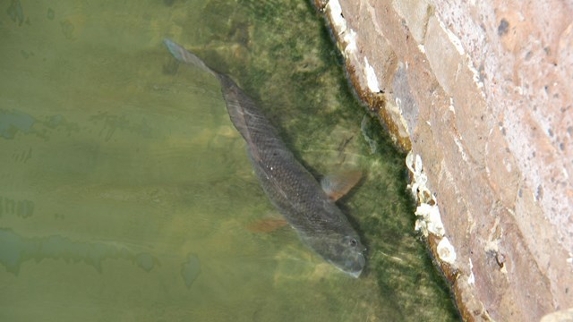 A large fish in a brick-lined moat. 