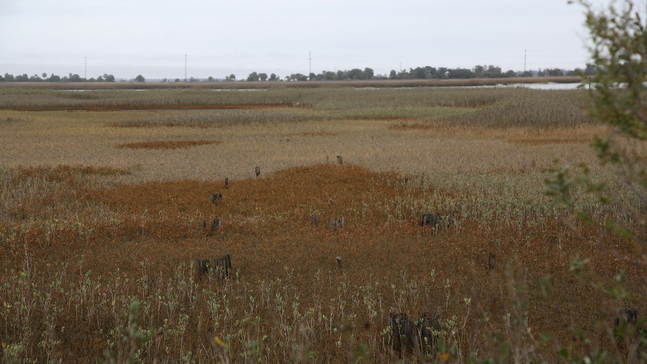 Landscape view of the salt marsh with the river in the background