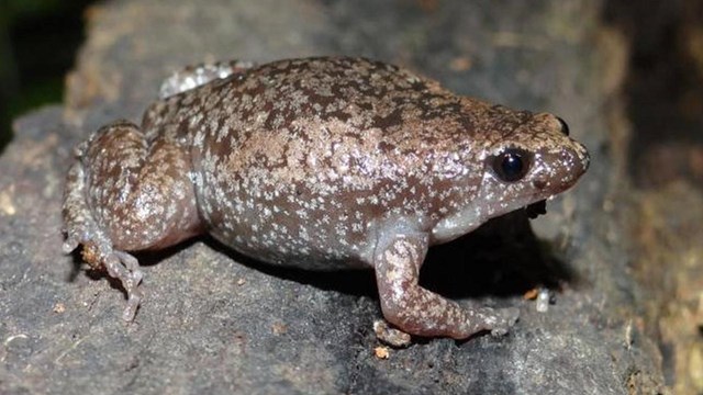 Eastern Narrowmouth Toad