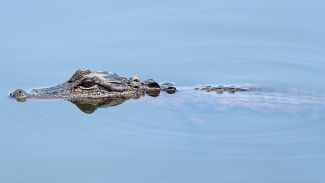 Learn about the different species of reptiles found in Fort Pulaski.