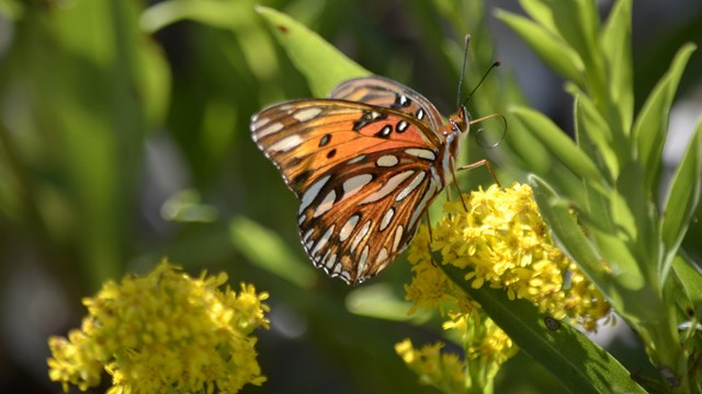Learn about the different species of invertebrates found in Fort Pulaski.