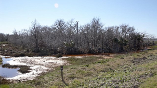 Sea level rise from climate change causes extended periods of flooding and upland vegetation death