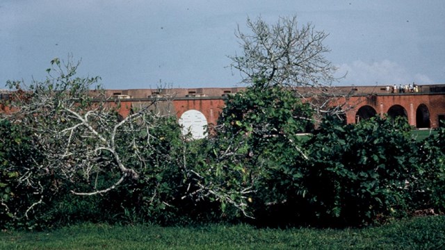 The fig bush present in the fort is a nonnative species, but has not become invasive in the park.