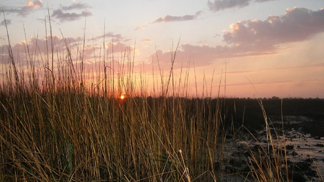 Closeup image of Spartina alterniflora with marshes in the background and a bright pink sunset.