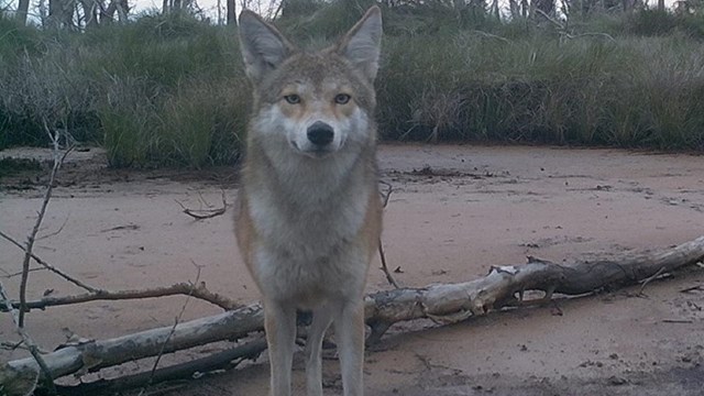 Coyote faces a wildlife camera in a mudflat surrounded by grasses and sparse trees.