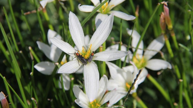Closeup image of white flowers in a patch of grass, with two lovebugs resting on a flower.