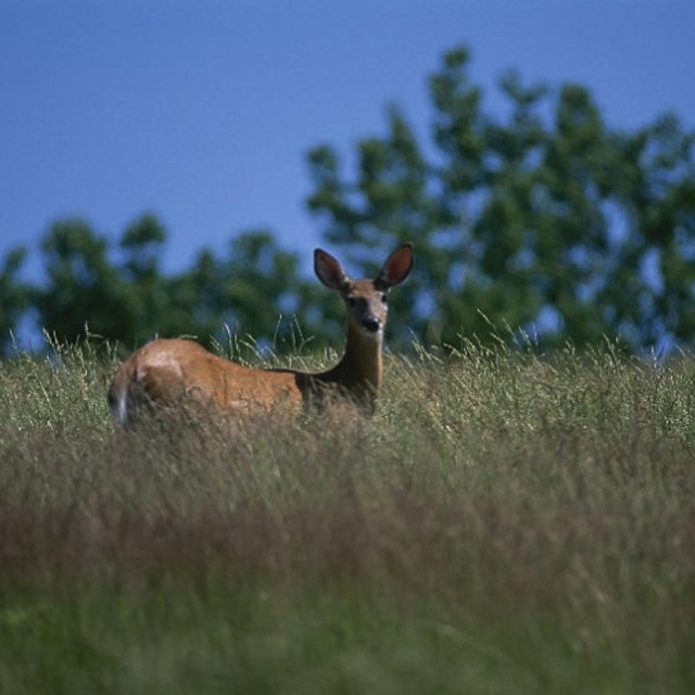 White tail deer standing in marsh grass looking back, trees in background