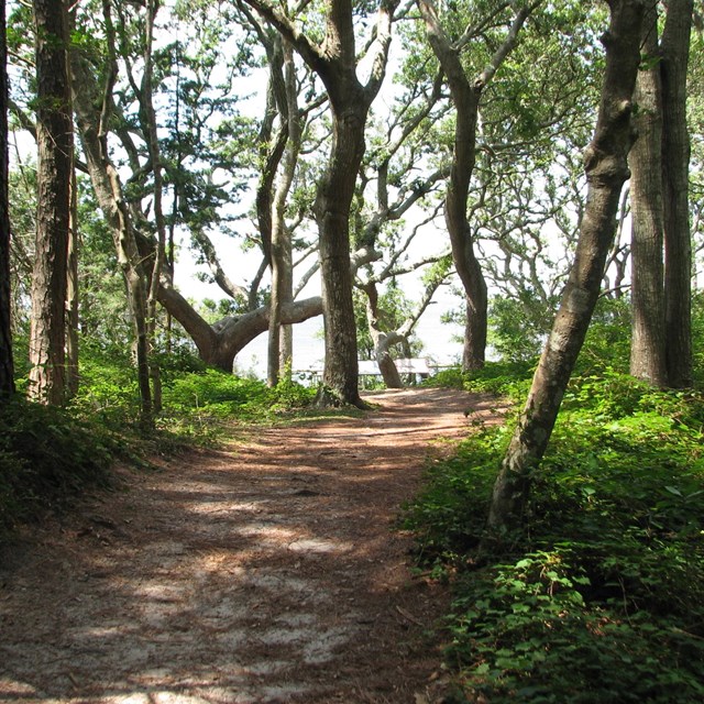 A path through the trees.