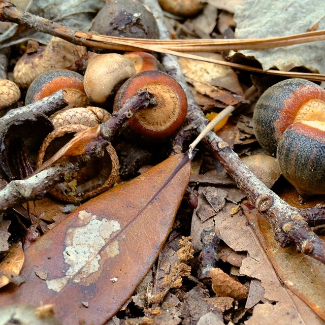 Acorns in a fall setting