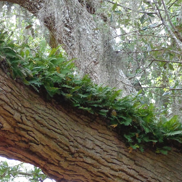 Ivy on a live oak tree