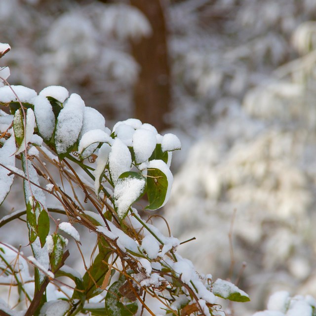 Snowy woods at Fort Raleigh