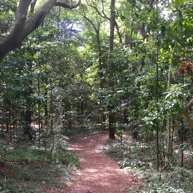 Wooded path at Fort Raleigh