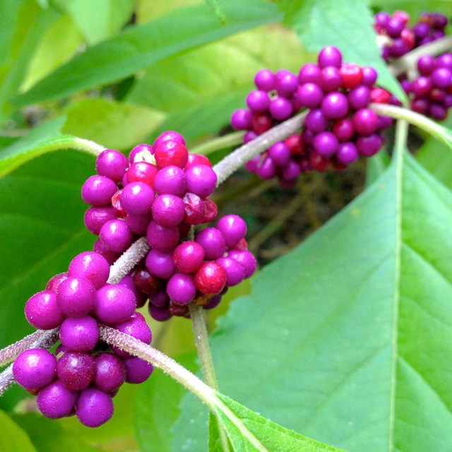 Autumn berries