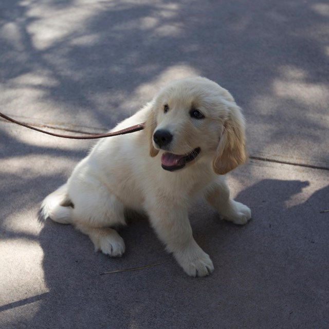 A puppy with white fur