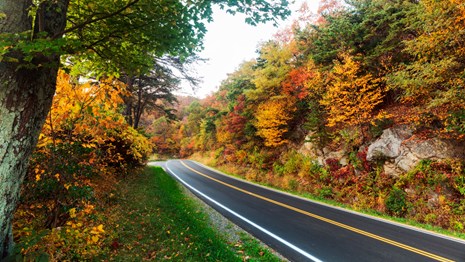 Road through a forest with fall colors