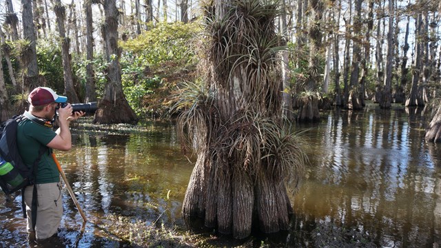 Photographer standing in a swamp with tall trees