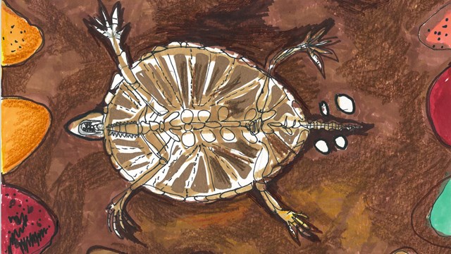 drawing of a turtle-like fossil