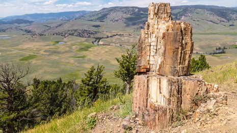 a fossilized tree stump standing on the edge of a cliff looking out onto a green valley.