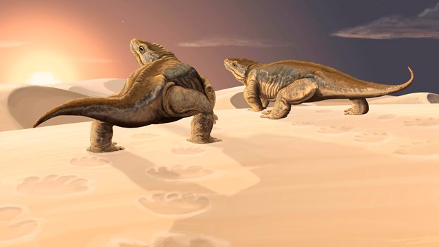 Artwork depicting the Coconino desert environment and two primitive tetrapods