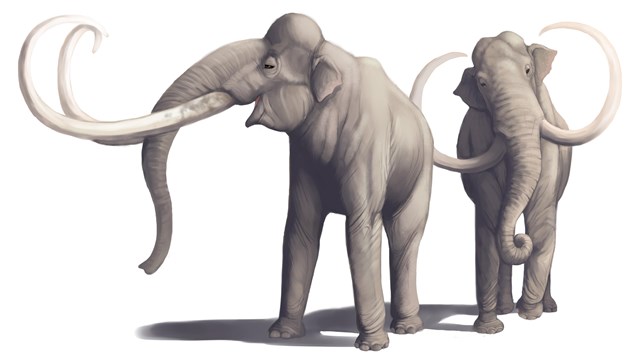 illustration of two Columbian Mammoths