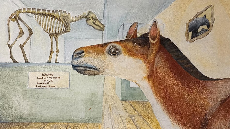 Drawing of fossil horse and skeleton in a visitor center museum.