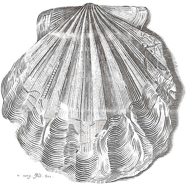 Drawing of a fossil shell.