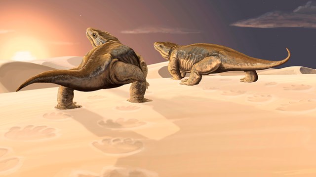 Artwork depicting the Coconino desert environment and two primitive tetrapods