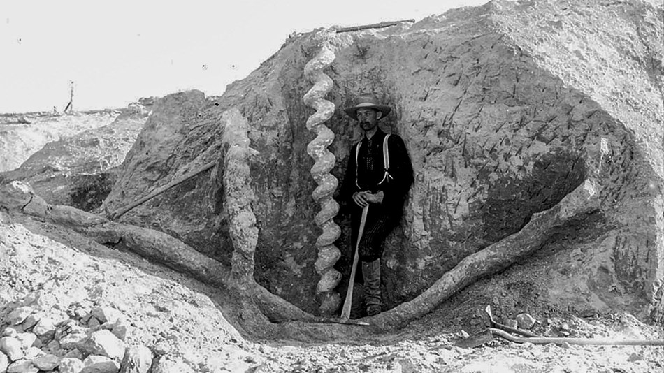 historic photo of man standing with a spiral fossil burrow