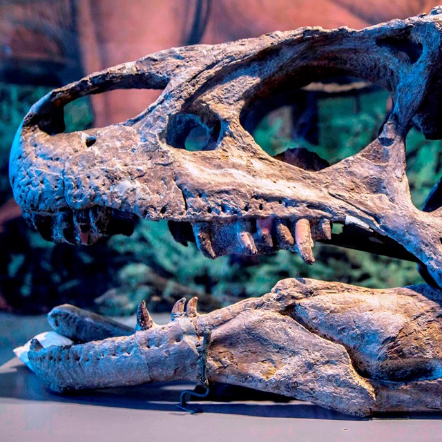 dinosaur skull