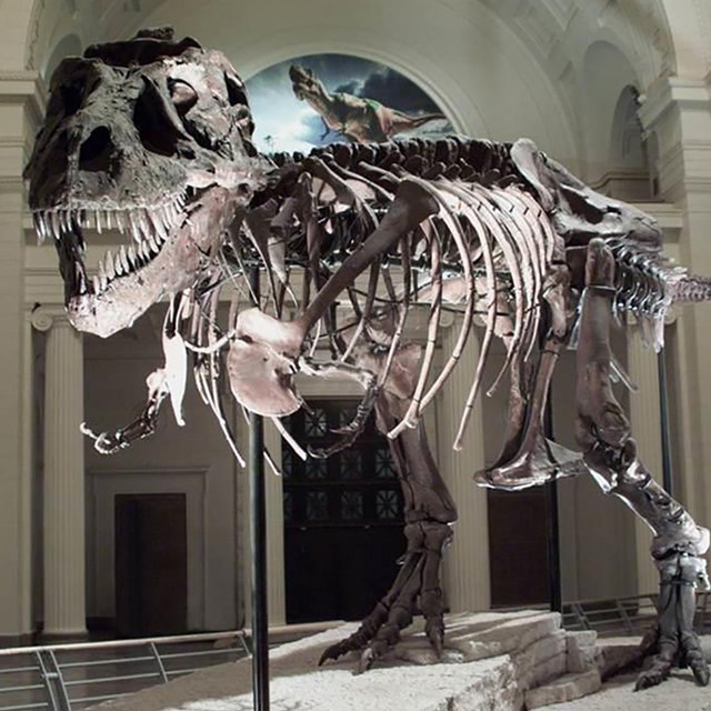 large dinosaur skeleton on display in a museum