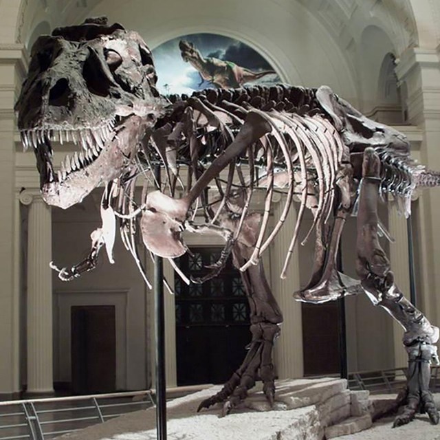 Dinosaurs - Fossils and Paleontology (. National Park Service)