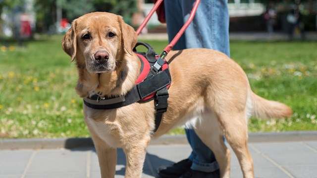 A service dog wearing a harness stands in front of its handler on the sidewalk.