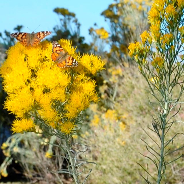 Butterflies feeding on yellow flowers of chamisa (Rabbitbrush) plant.