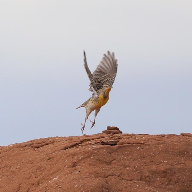 Western meadowlark launching into flight from adobe wall