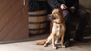 Brown leashed dog sits in trade house, owner seated on bench behind dog.