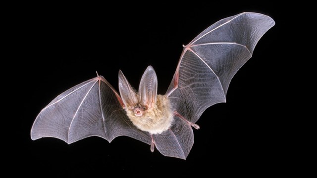 A brown bat with very large ears flies against a black background.