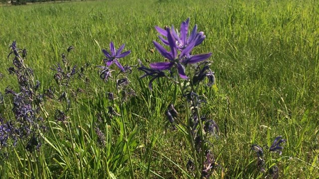 Purple camas flowers blooming in the prairie west of Fort Vancouver on a sunny day.