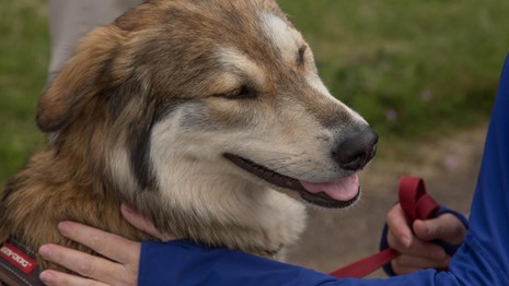 Photo of a person petting a dog and holding its leash.