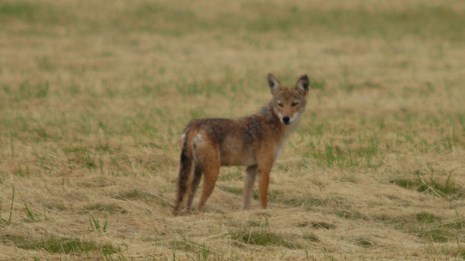 A coyote in a field.