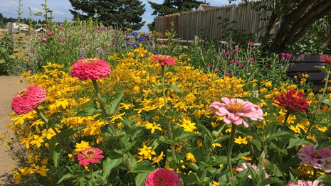 Pink, yellow, and purple flowers bloom in the Fort Vancouver garden.