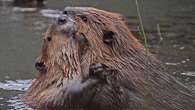 An adult and juvenile beaver.