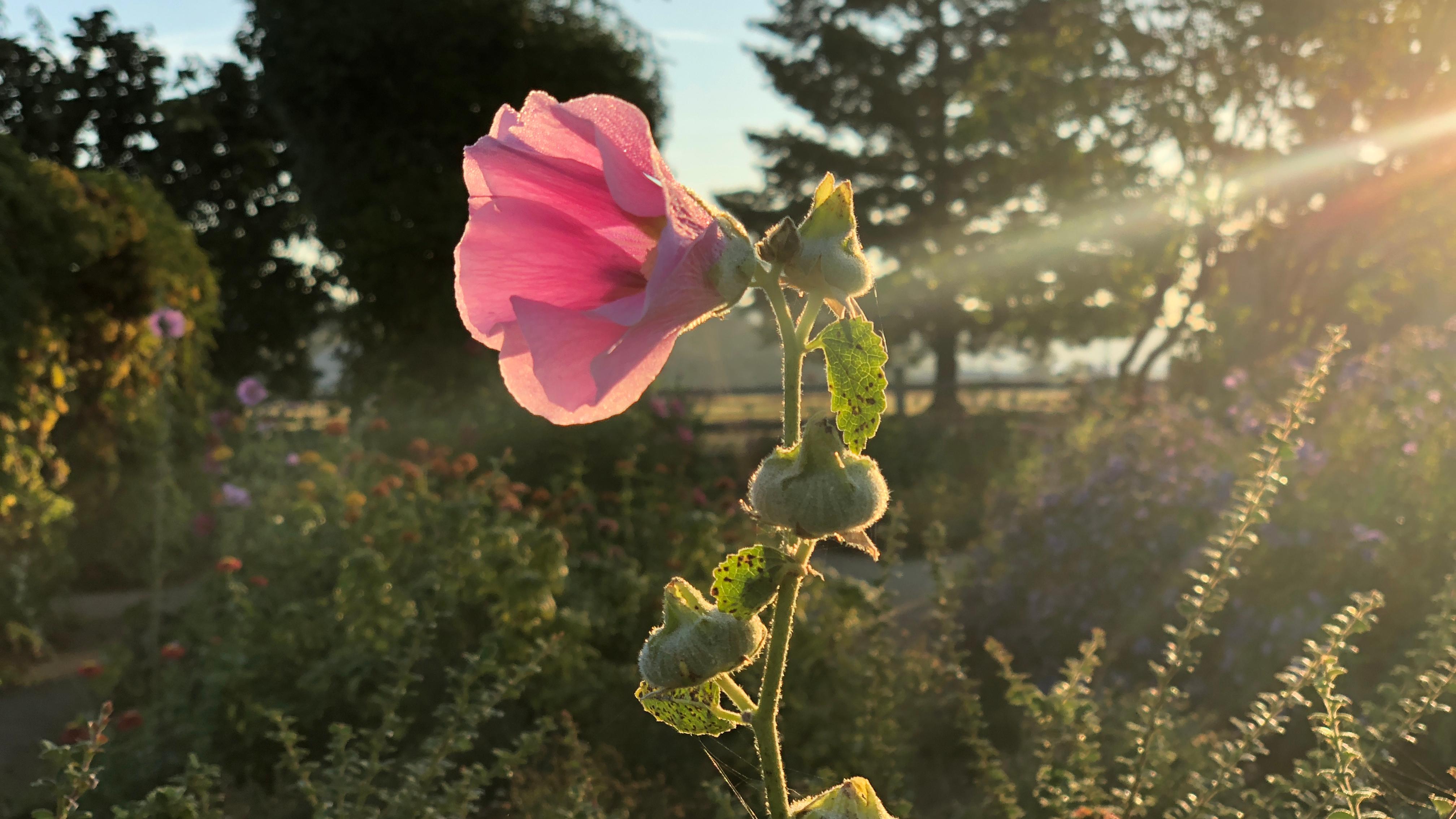 A pink flower blooms in the Fort Vancouver Garden.